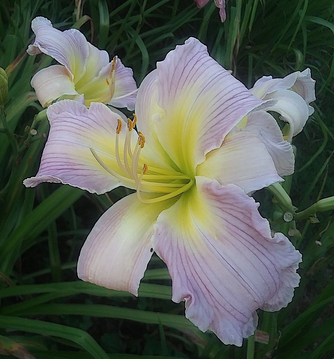 Sun Dragon Daylilies